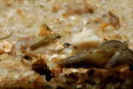Altolamprologus sp. compressiceps "shell"