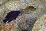 A. compressiceps
