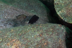 A. compressiceps