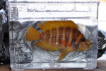 A. compressiceps