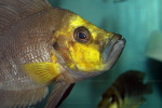 A. compressiceps