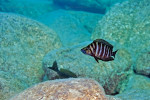 A. compressiceps