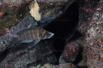 A. compressiceps