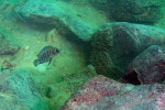 A. compressiceps