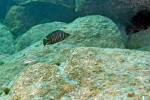 A. compressiceps