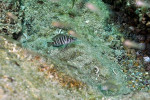 A. compressiceps