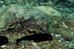 A. compressiceps
