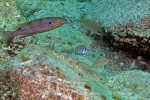 A. compressiceps