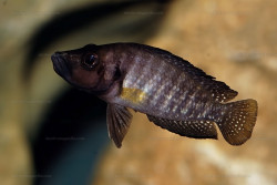 A. sp. compressiceps "nain" de Pemba.
