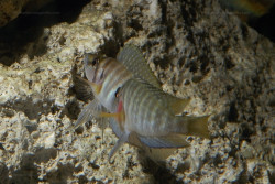 A. sp. compressiceps "nain"