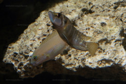 A. sp. compressiceps "nain"