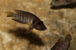 A. sp. compressiceps "nain"