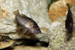 A. sp. compressiceps "nain"