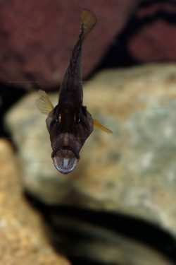 A. sp. compressiceps "nain"