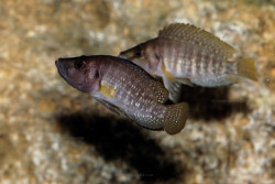 A. sp. compressiceps "nain"