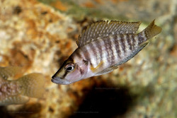 A. sp. compressiceps "nain"