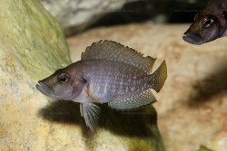 A. sp. compressiceps "nain"