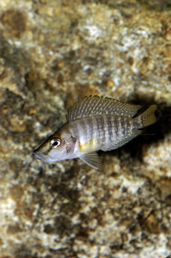 A. sp. compressiceps "nain"