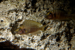 A. sp. compressiceps "nain"
