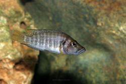 A. sp. compressiceps "nain"