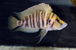 A. compressiceps