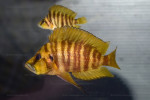 A. compressiceps