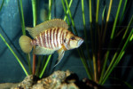 A. compressiceps