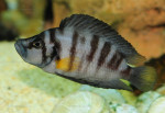 Altolamprologus sp. compressiceps "shell"