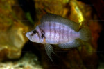 Altolamprologus sp. compressiceps "shell"