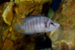 Altolamprologus sp. compressiceps "shell"