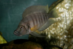 Altolamprologus sp. compressiceps "shell"