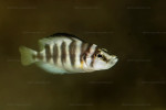 Altolamprologus sp. compressiceps "shell"