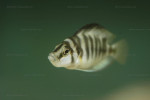 Altolamprologus sp. compressiceps "shell"