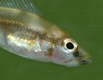 Altolamprologus sp. compressiceps "shell"