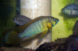 A. straeleni