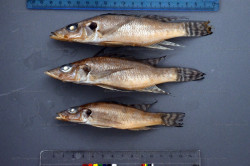 B. centropomoides