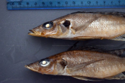 B. centropomoides