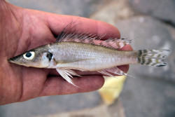 Baileychromis centropomoides