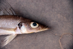 Baileychromis centropomoides