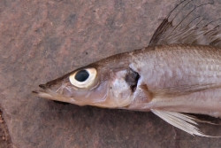 B. centropomoides