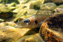 Baileychromis centropomoides