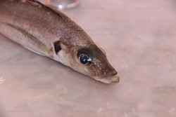 B. centropomoides