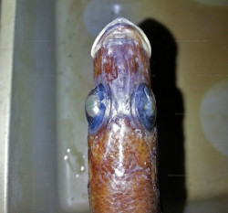B. centropomoides