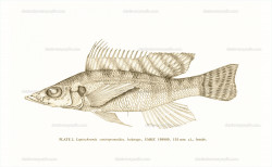 B. centropomoides