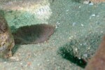 B. microlepis