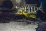 B. microlepis -