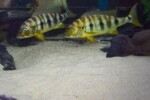B. microlepis -