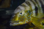 B. microlepis -
