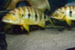 B. microlepis -