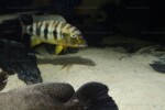 B. microlepis -